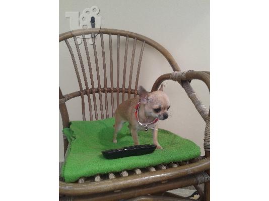 Τσιουάουα τόι - Chihuahua toy